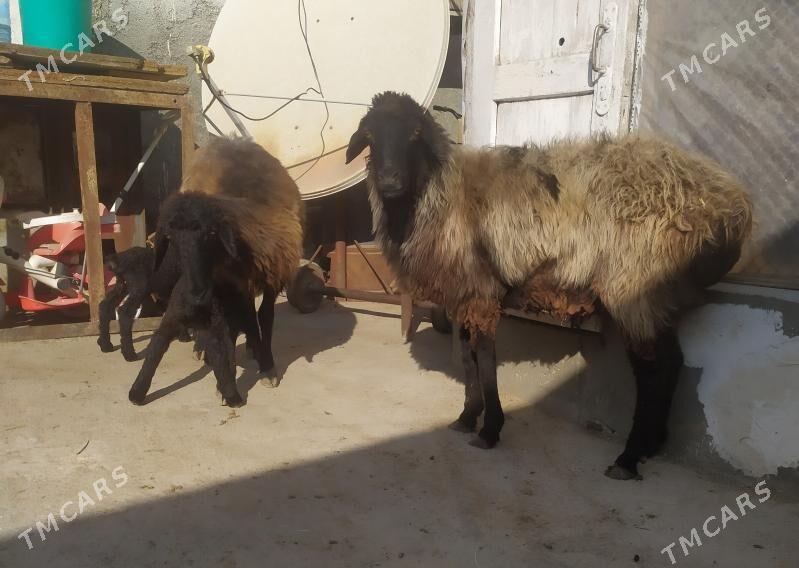 goyun - Ашхабад - img 5