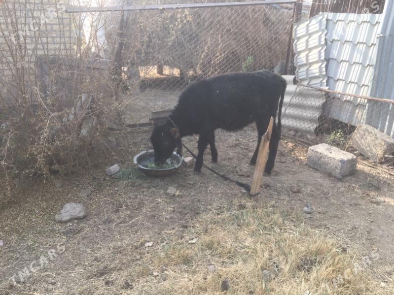 Swes gulajyn - Sakarçäge - img 4