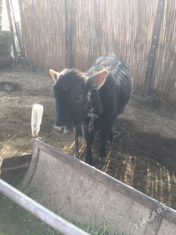 Swes gulajyn - Sakarçäge - img 3