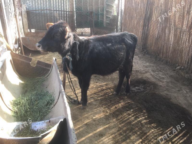 Swes gulajyn - Sakarçäge - img 6