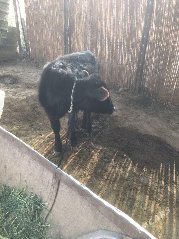 Swes gulajyn - Sakarçäge - img 2