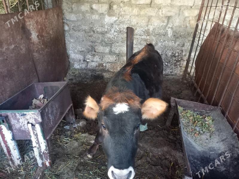 Tüwe - Ак-Бугдайский этрап - img 1