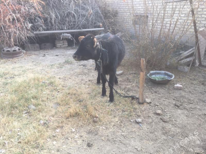 Swes gulajyn - Sakarçäge - img 5