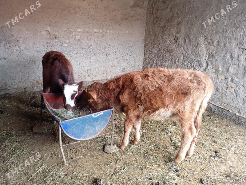 gulajyn - Мары - img 1