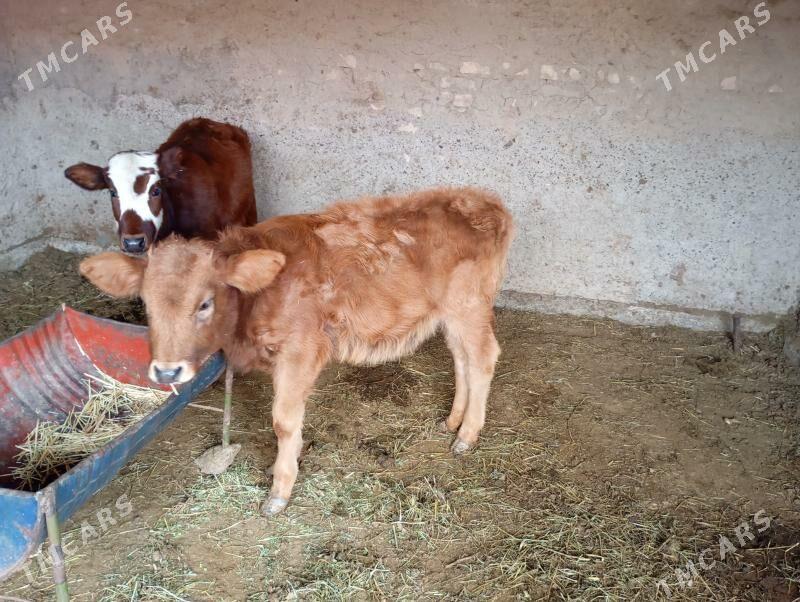 gulajyn - Мары - img 3