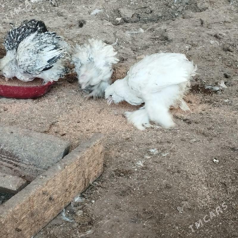 Induk juyje xoraz gaz - Мары - img 6