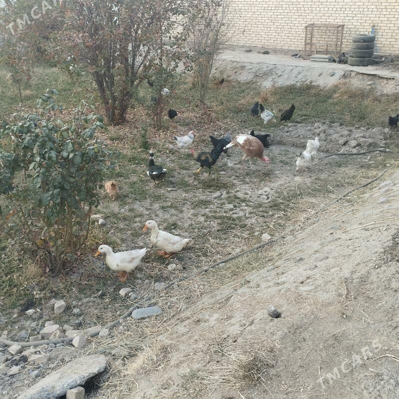 Induk juyje xoraz gaz - Мары - img 2