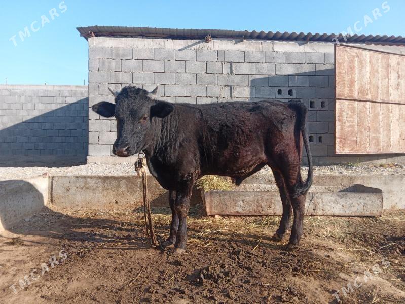 öküz - Гёкдепе - img 4