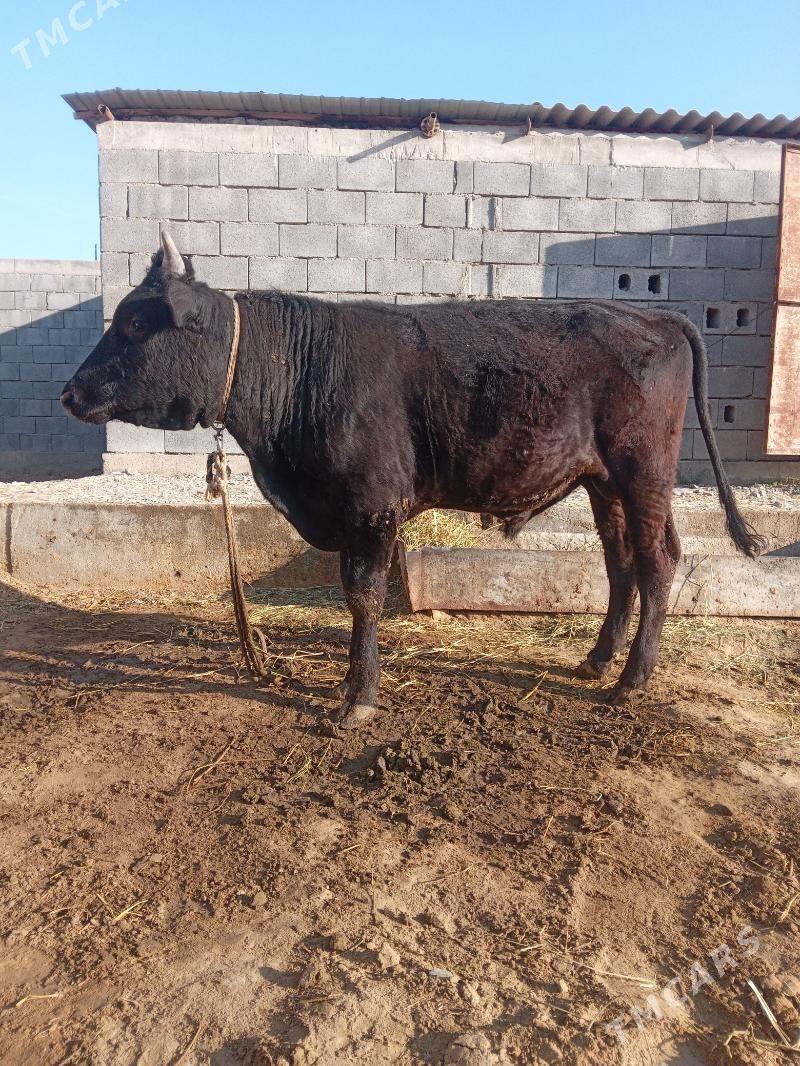 öküz - Гёкдепе - img 3