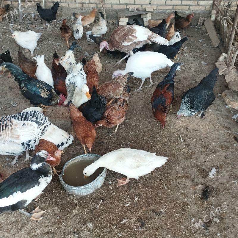 Induk juyje xoraz gaz - Мары - img 3