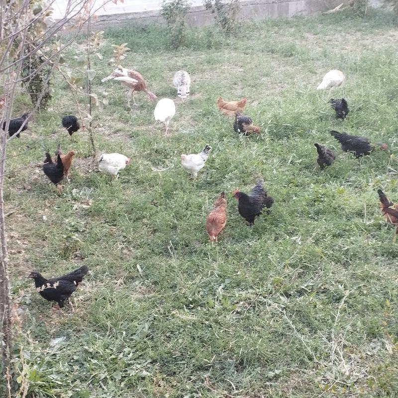 Induk juyje xoraz gaz - Мары - img 9