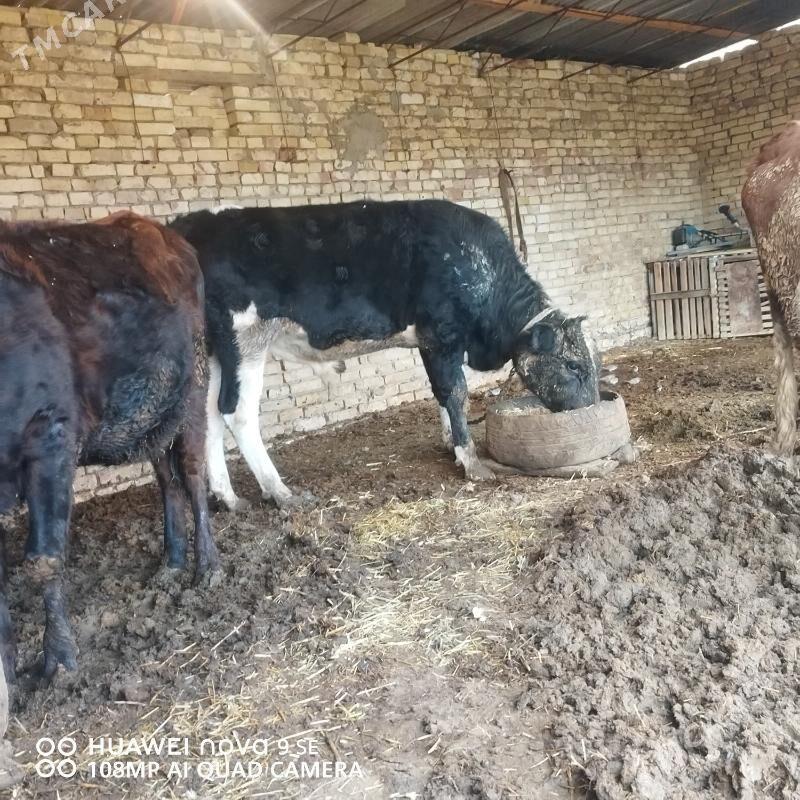 Öküz - Байрамали - img 3