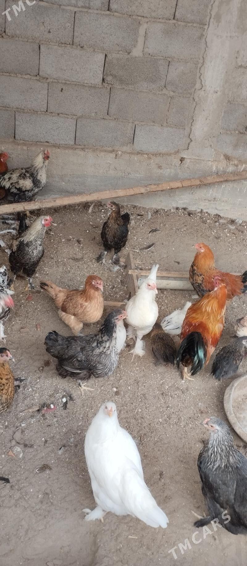 Horazlar - Балканабат - img 3