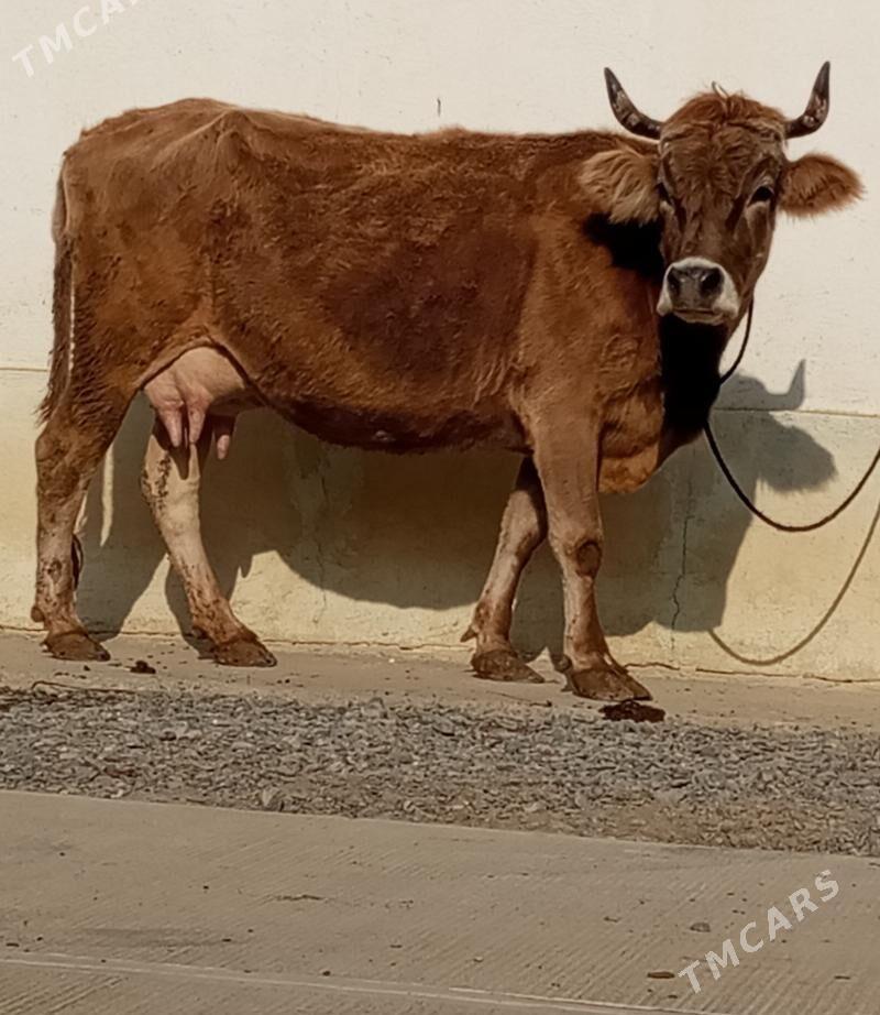 GÖLELİ SYGYR - Gökdepe - img 2