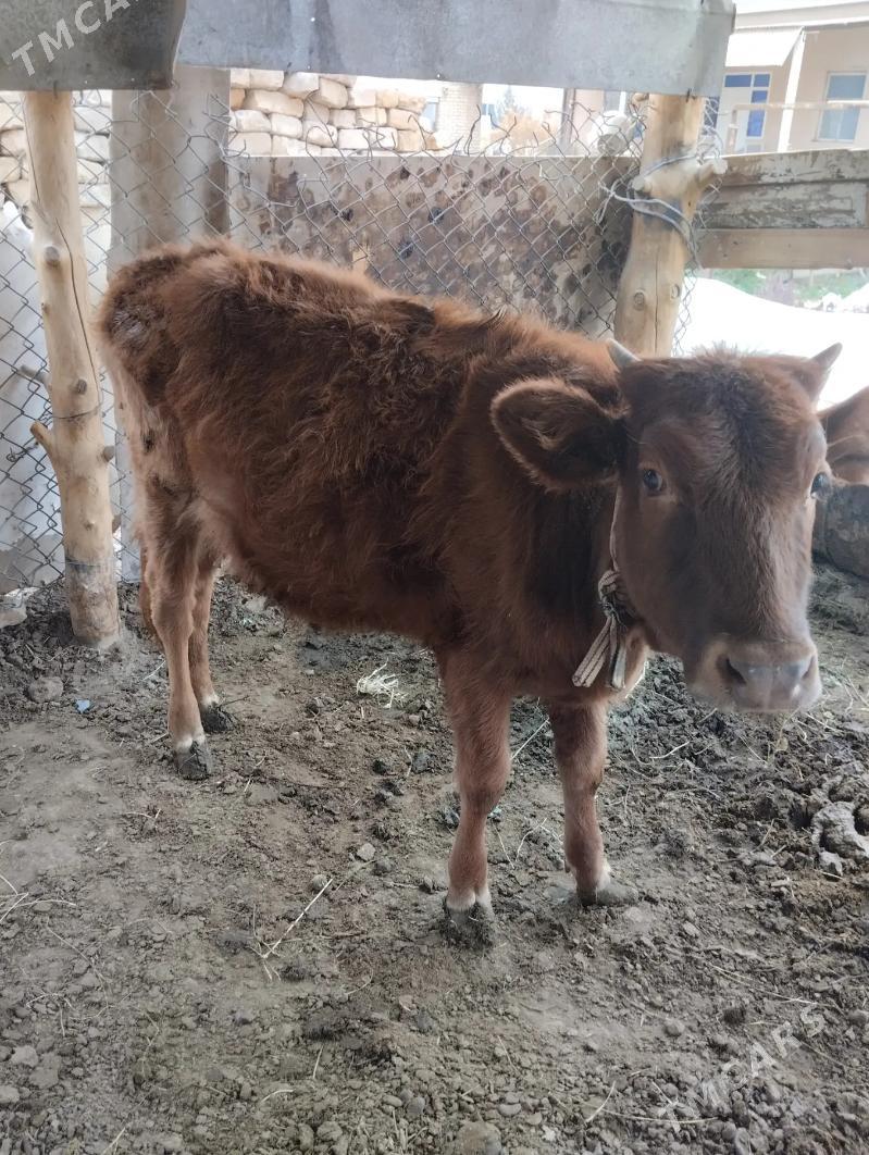 Gulajyn - Mary - img 4