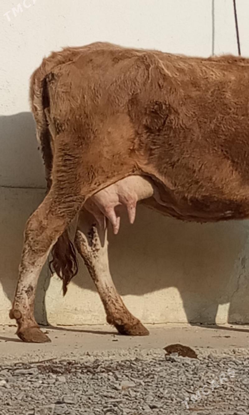 GÖLELİ SYGYR - Gökdepe - img 3