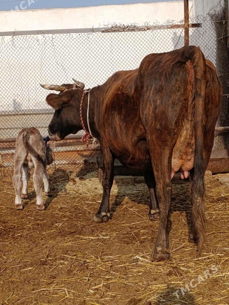 DALGYR TOHUM GOLELİ SYGYR - Gökdepe - img 3