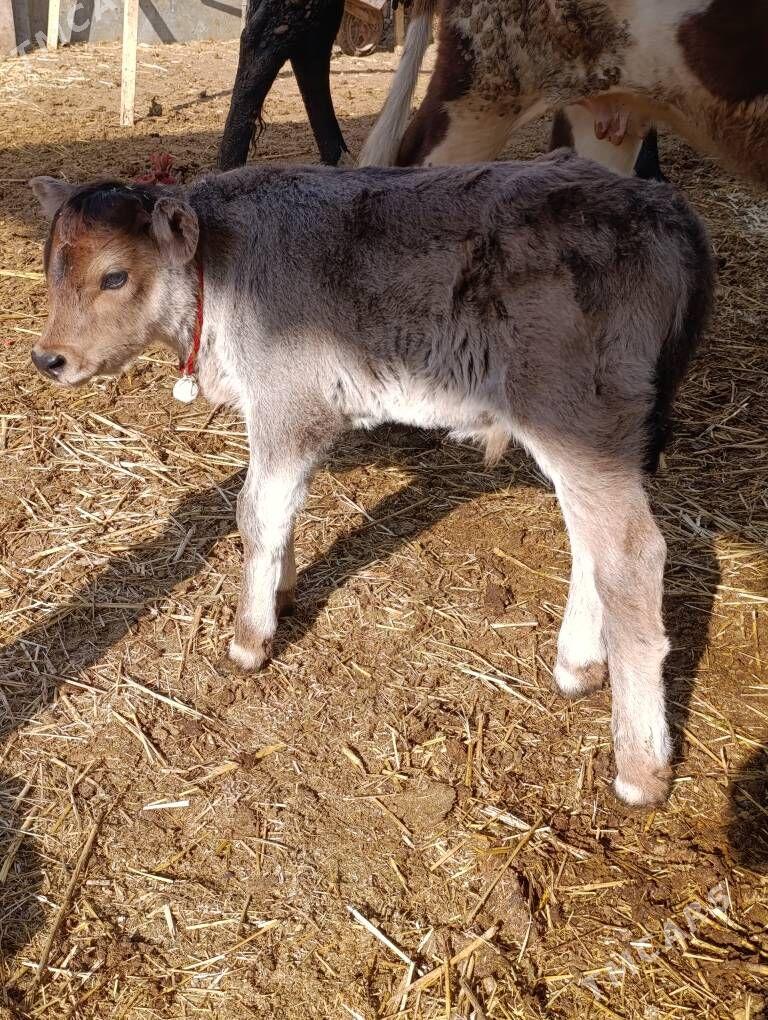 DALGYR TOHUM GOLELİ SYGYR - Gökdepe - img 10