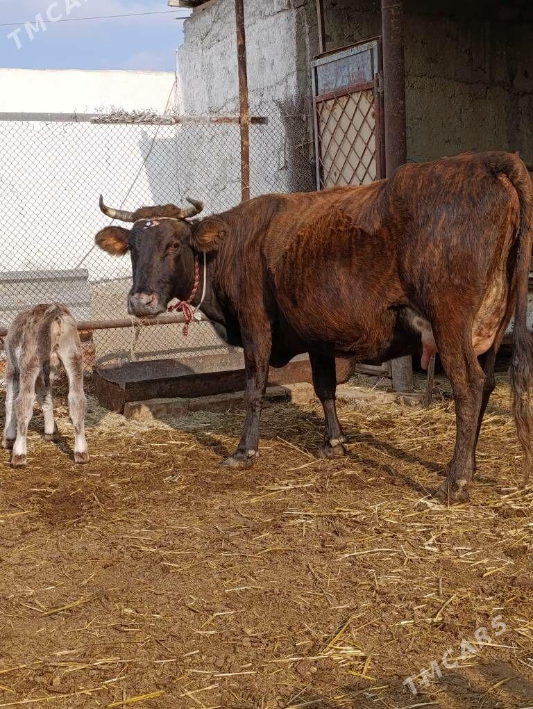 DALGYR TOHUM GOLELİ SYGYR - Gökdepe - img 9