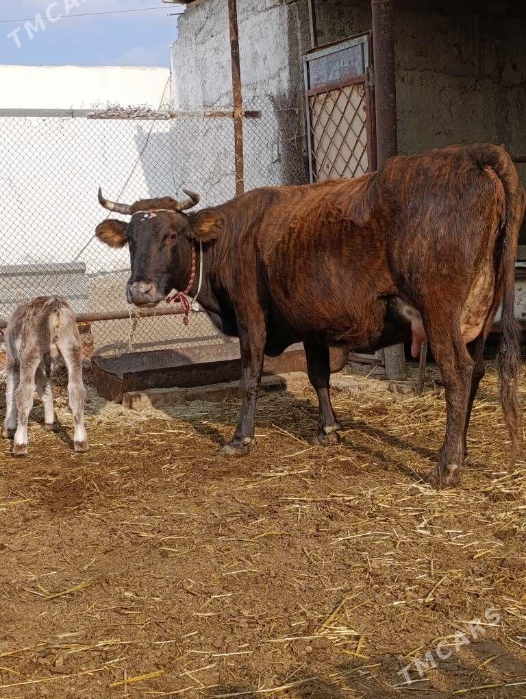 DALGYR TOHUM GOLELİ SYGYR - Gökdepe - img 6