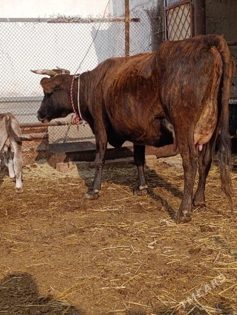 DALGYR TOHUM GOLELİ SYGYR - Gökdepe - img 8