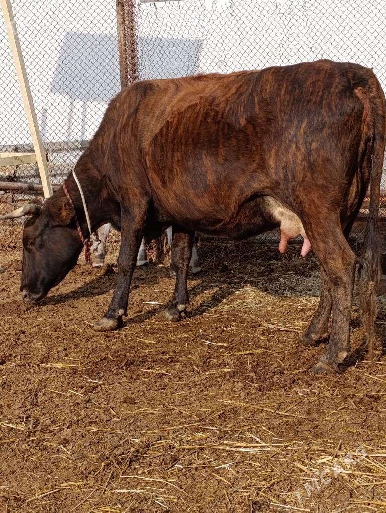 DALGYR TOHUM GOLELİ SYGYR - Gökdepe - img 7