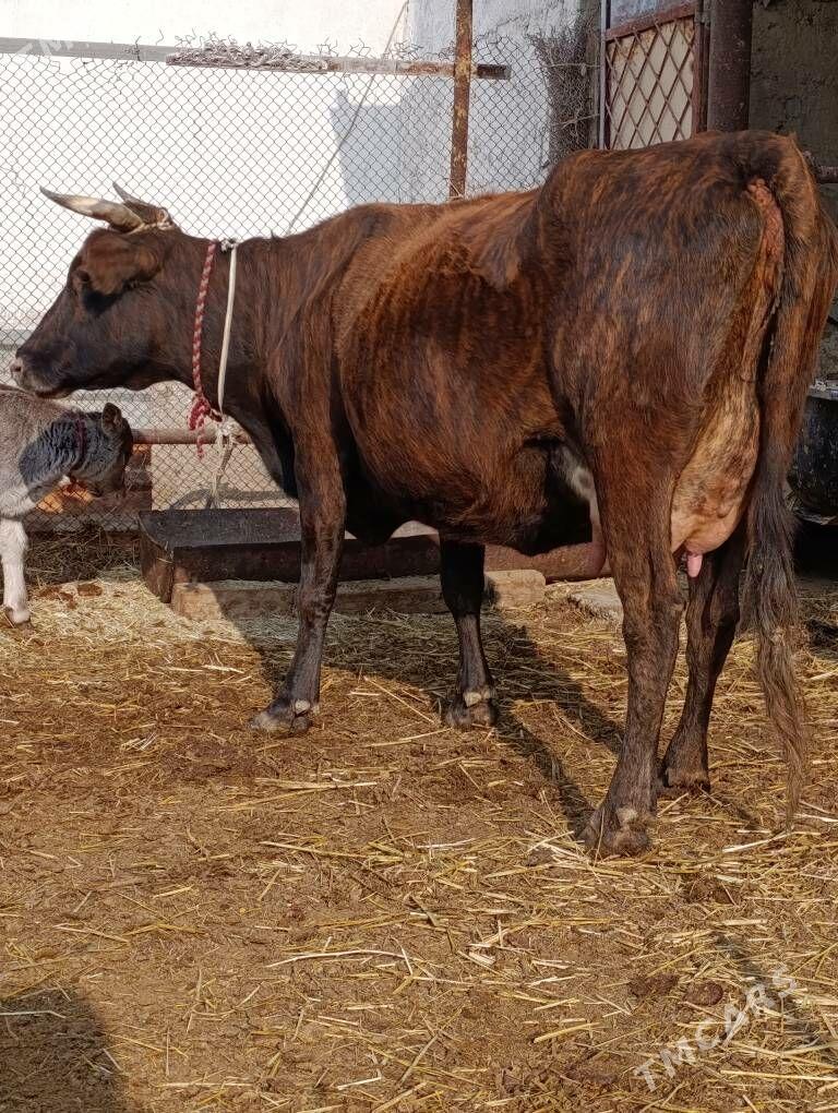 DALGYR TOHUM GOLELİ SYGYR - Gökdepe - img 5