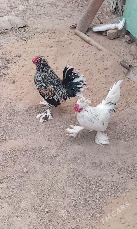 Karlik - Büzmeýin - img 3