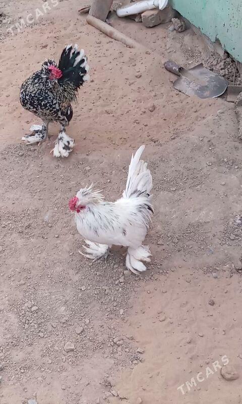 Karlik - Büzmeýin - img 2