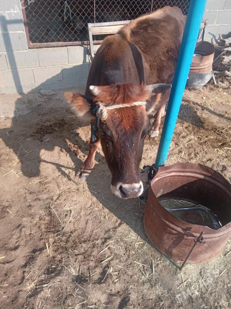 Sygyr - Бахарден - img 1