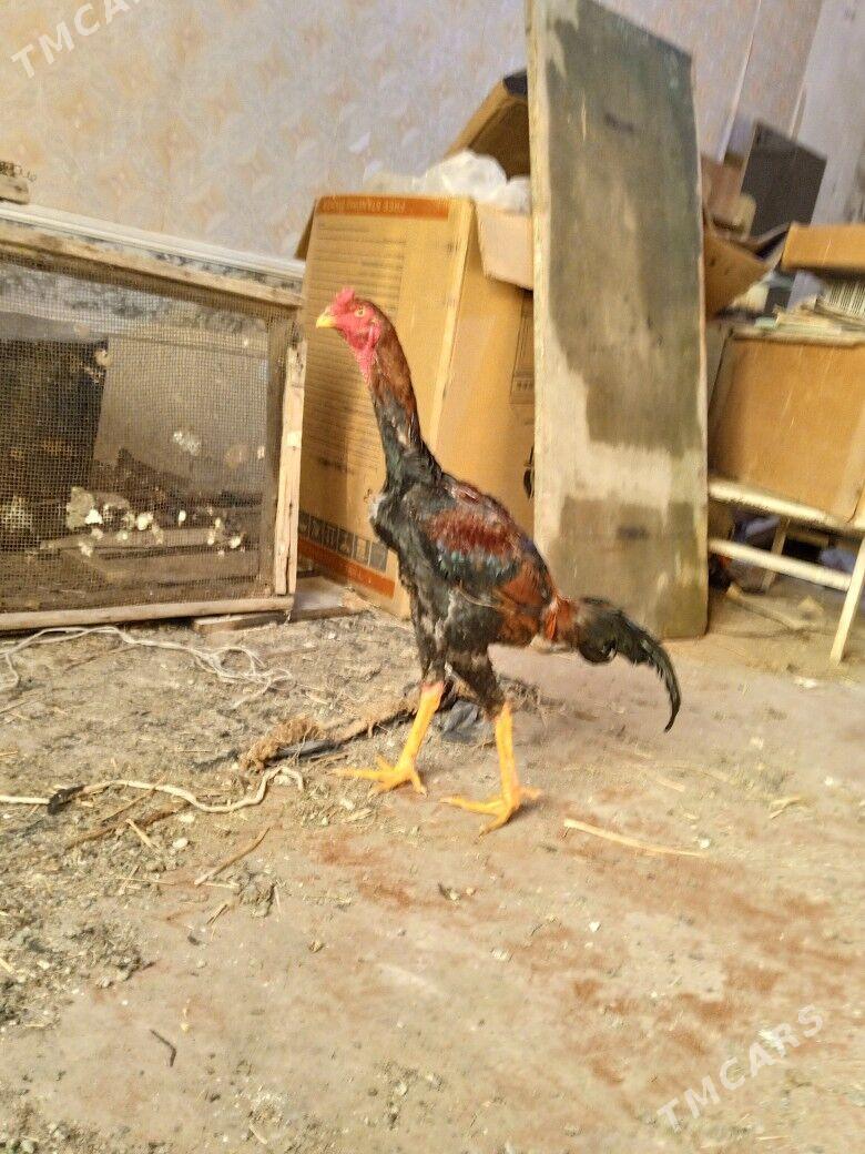 салдат - Чарджоу - img 8