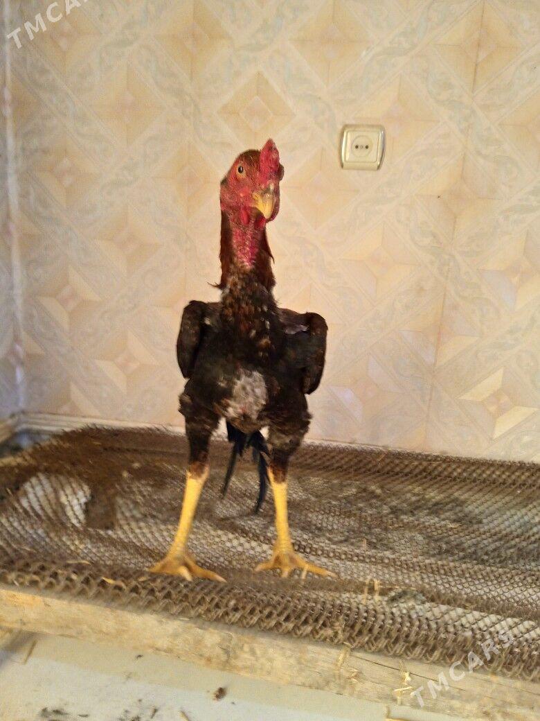 салдат - Чарджоу - img 4