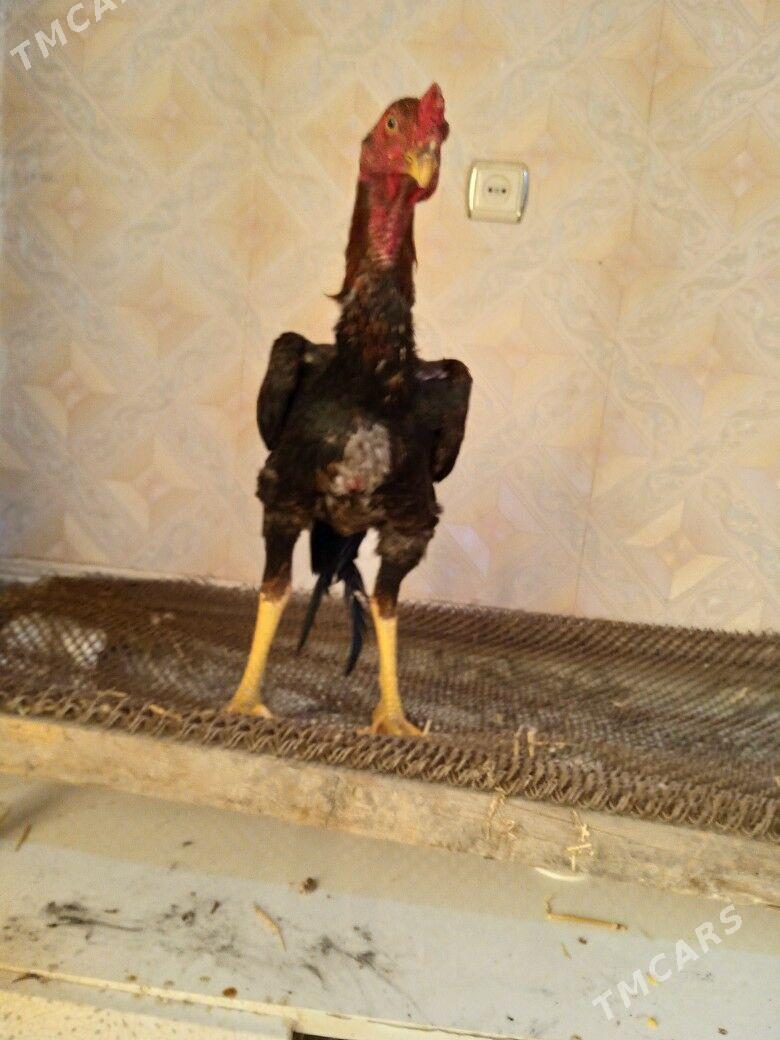 салдат - Чарджоу - img 5