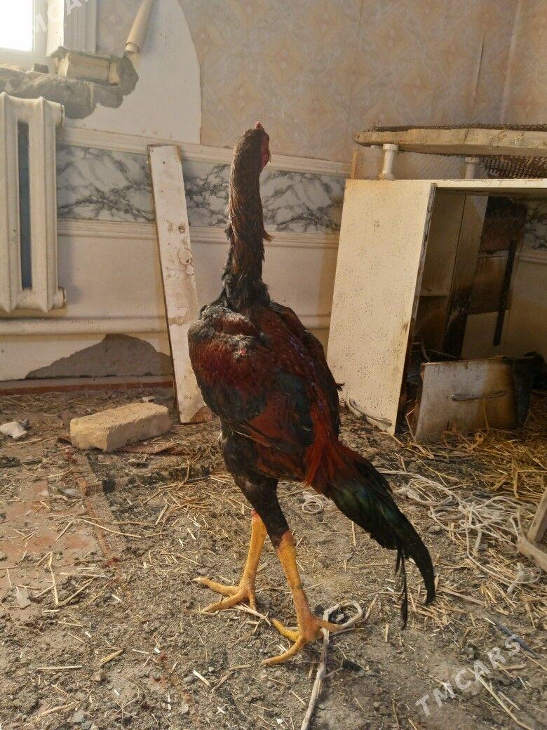 салдат - Чарджоу - img 2