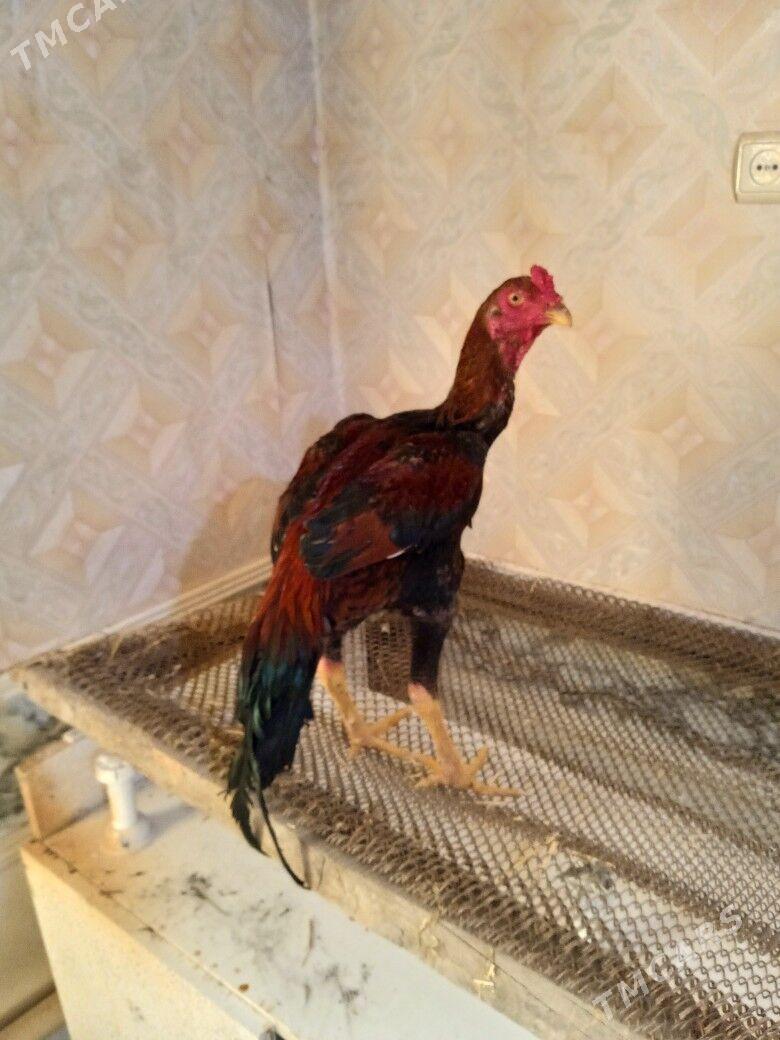 салдат - Чарджоу - img 6