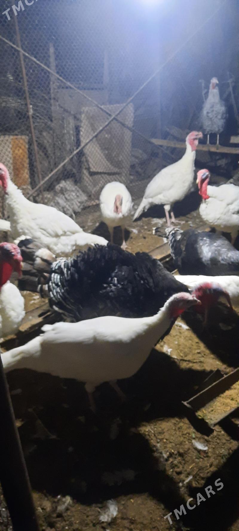 Semiz indýuklar - Чарджоу - img 3