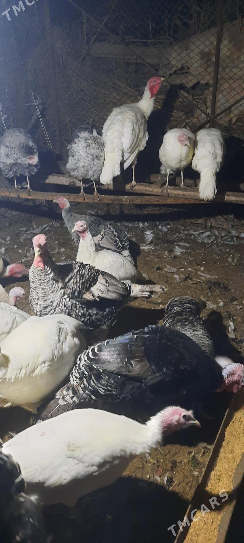 Semiz indýuklar - Чарджоу - img 2