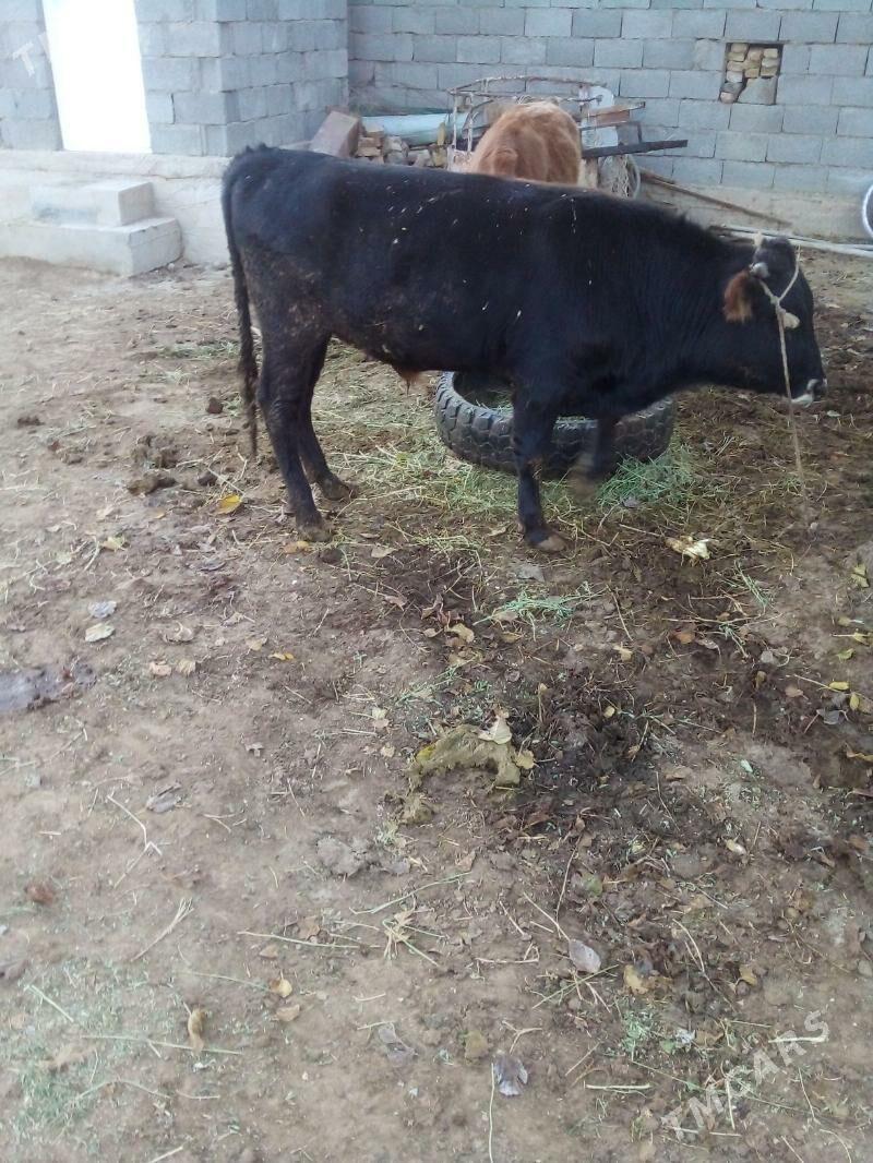 Öküz - Ak bugdaý etraby - img 2