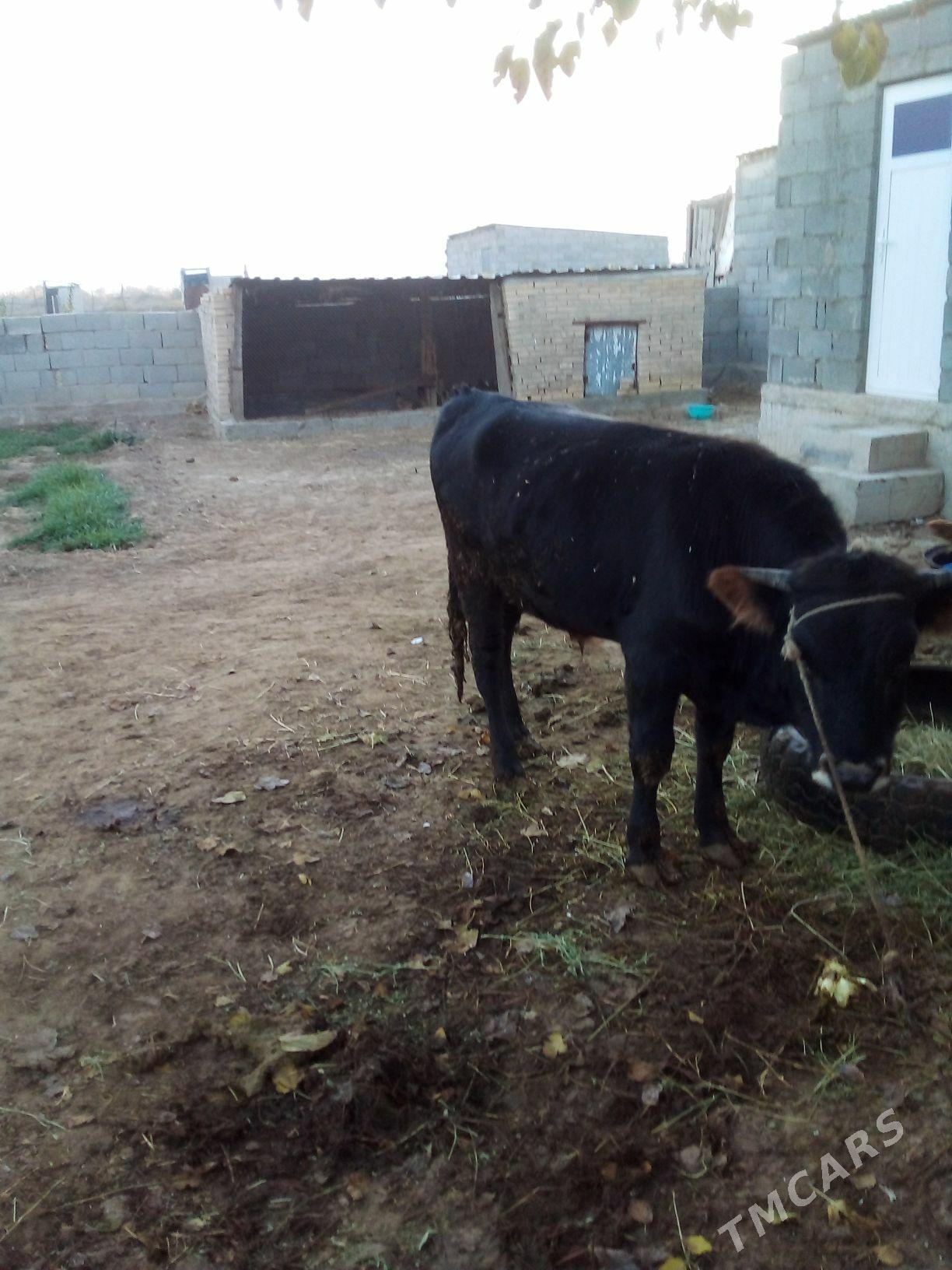 Öküz - Ak bugdaý etraby - img 3