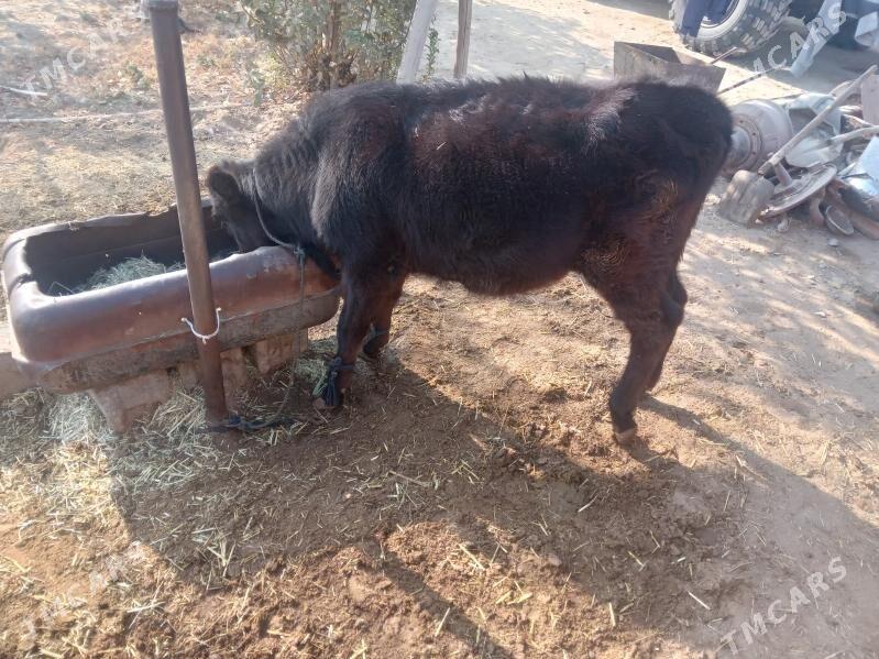 Tuwe - Бахарден - img 4