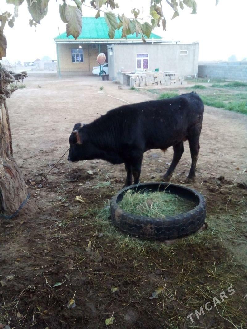 Öküz - Ak bugdaý etraby - img 5