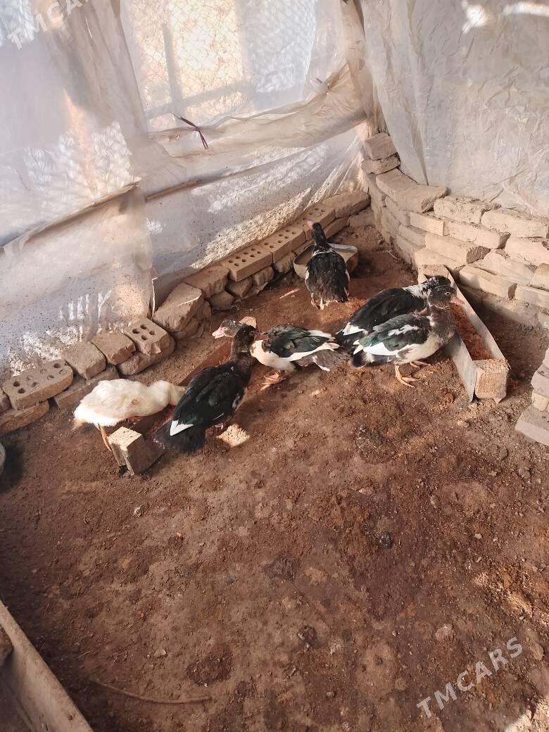 indawutga - Мары - img 5