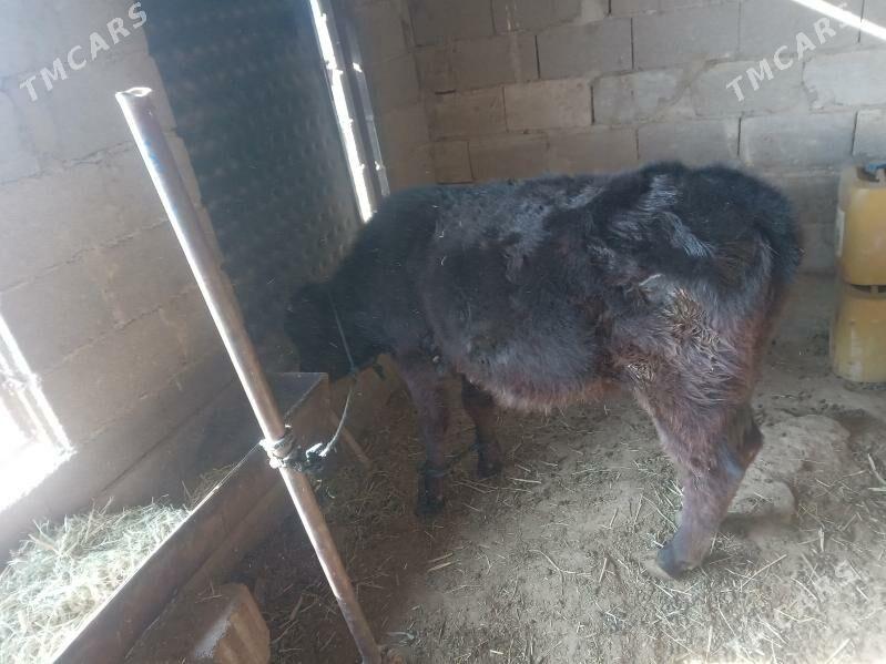 Tuwe - Бахарден - img 3