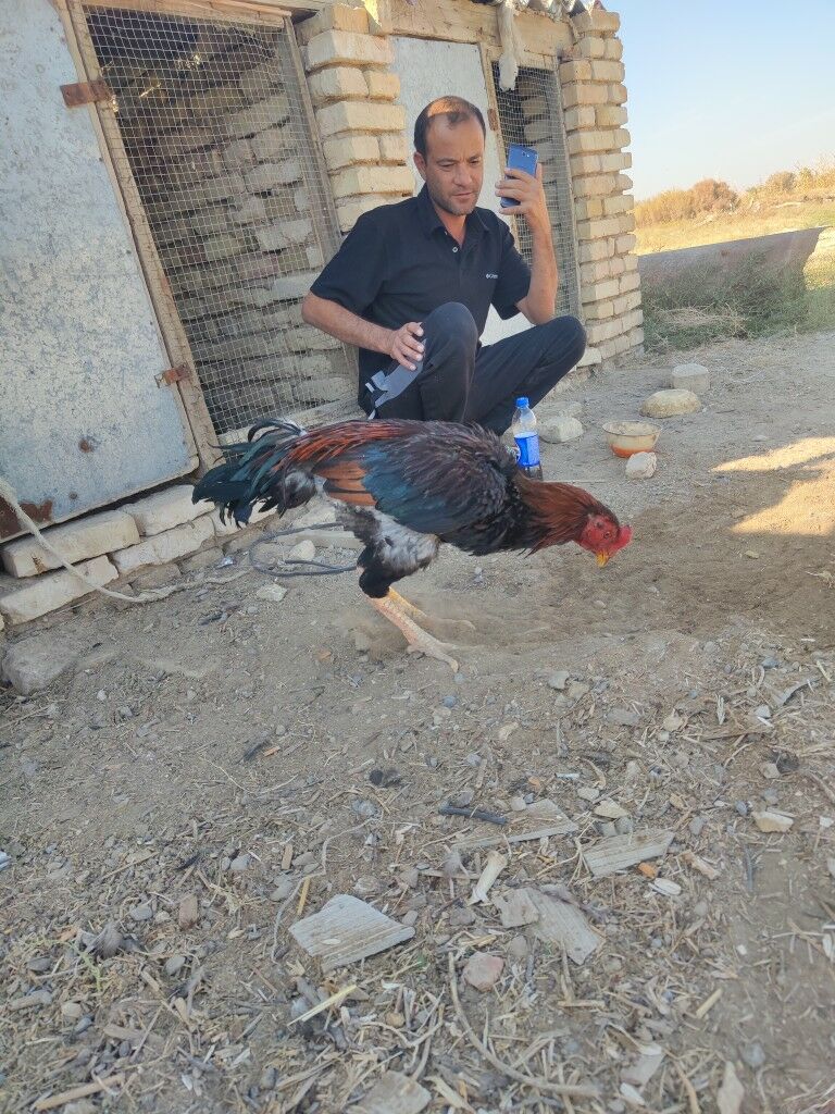 хораз - Baýramaly - img 4