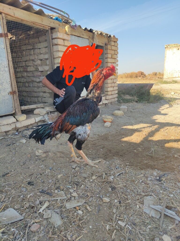 хораз - Baýramaly - img 3