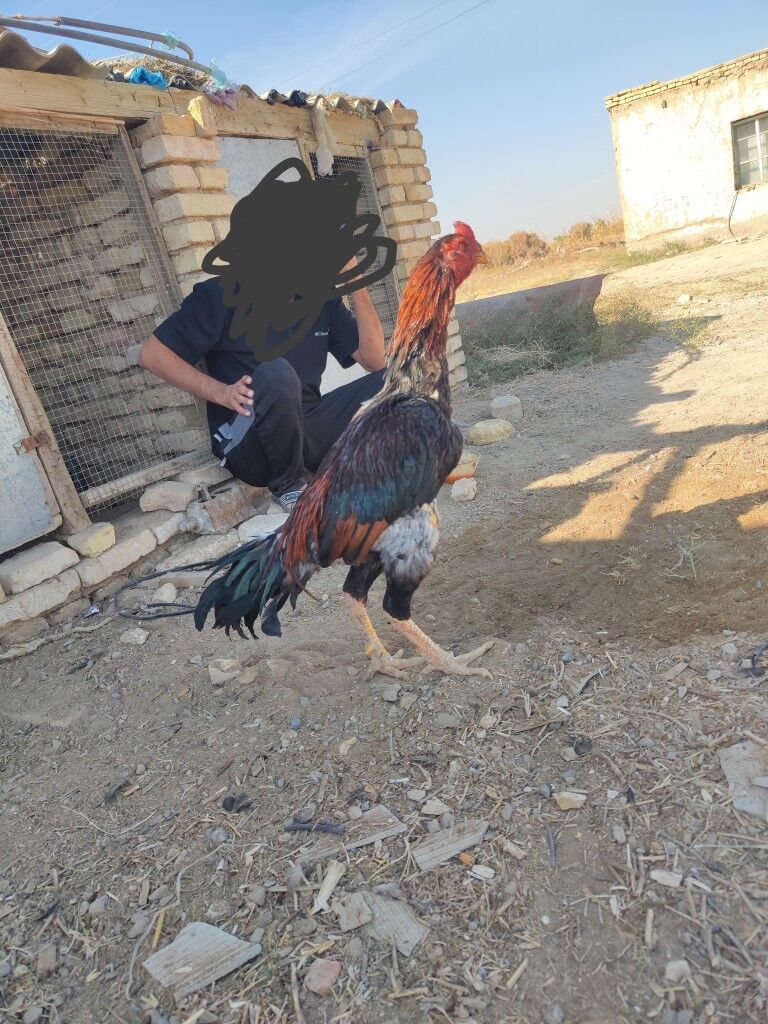 хораз - Baýramaly - img 2