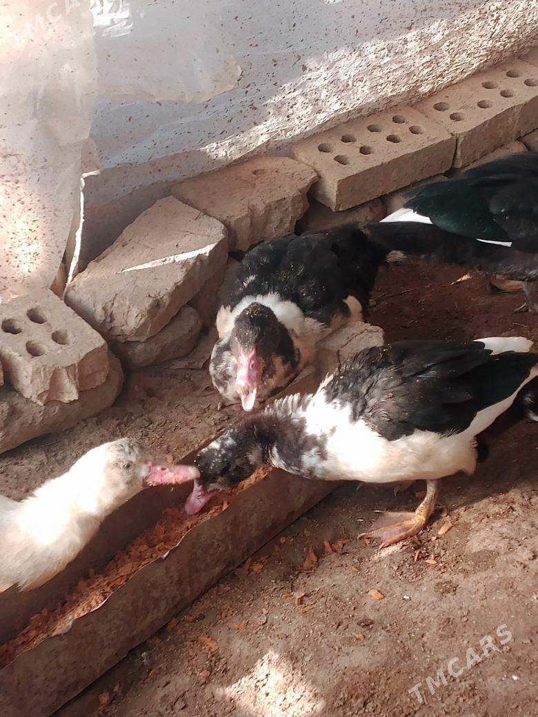 indawutga - Мары - img 4