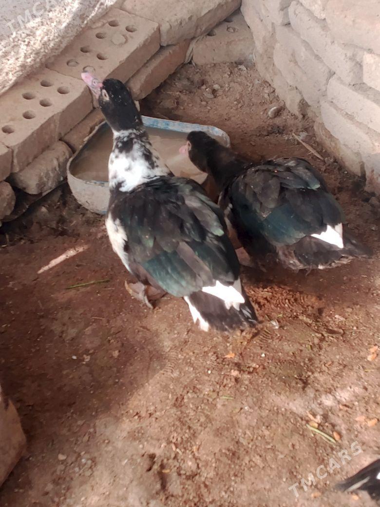 indawutga - Мары - img 1