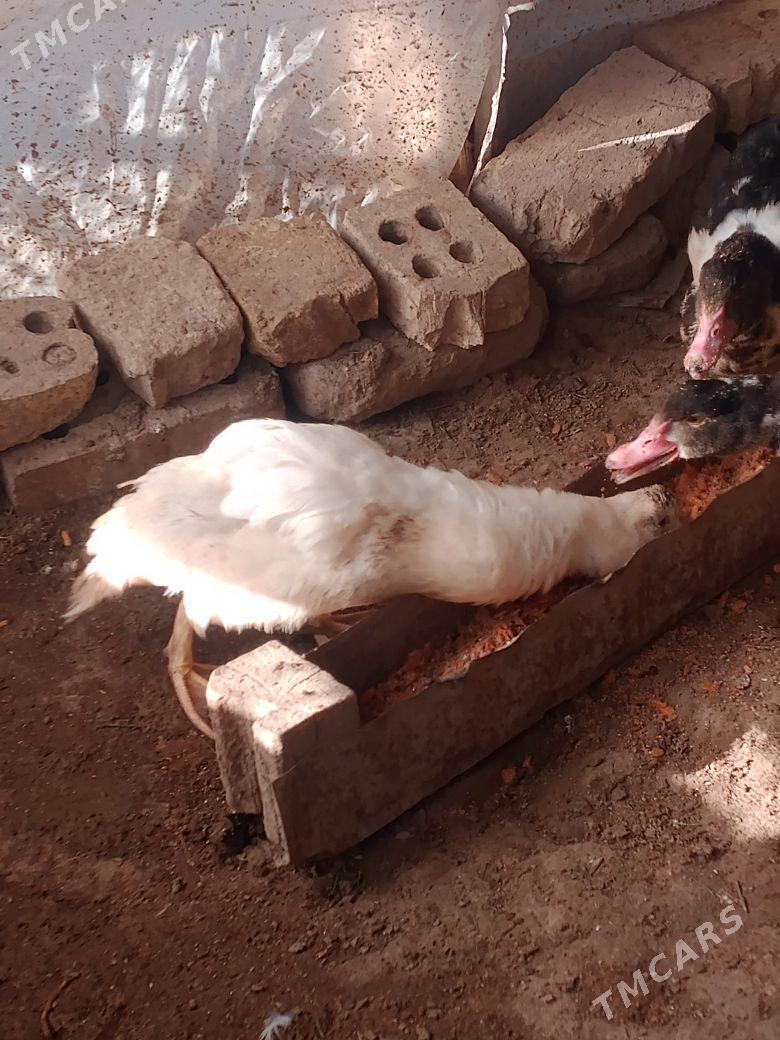 indawutga - Мары - img 2