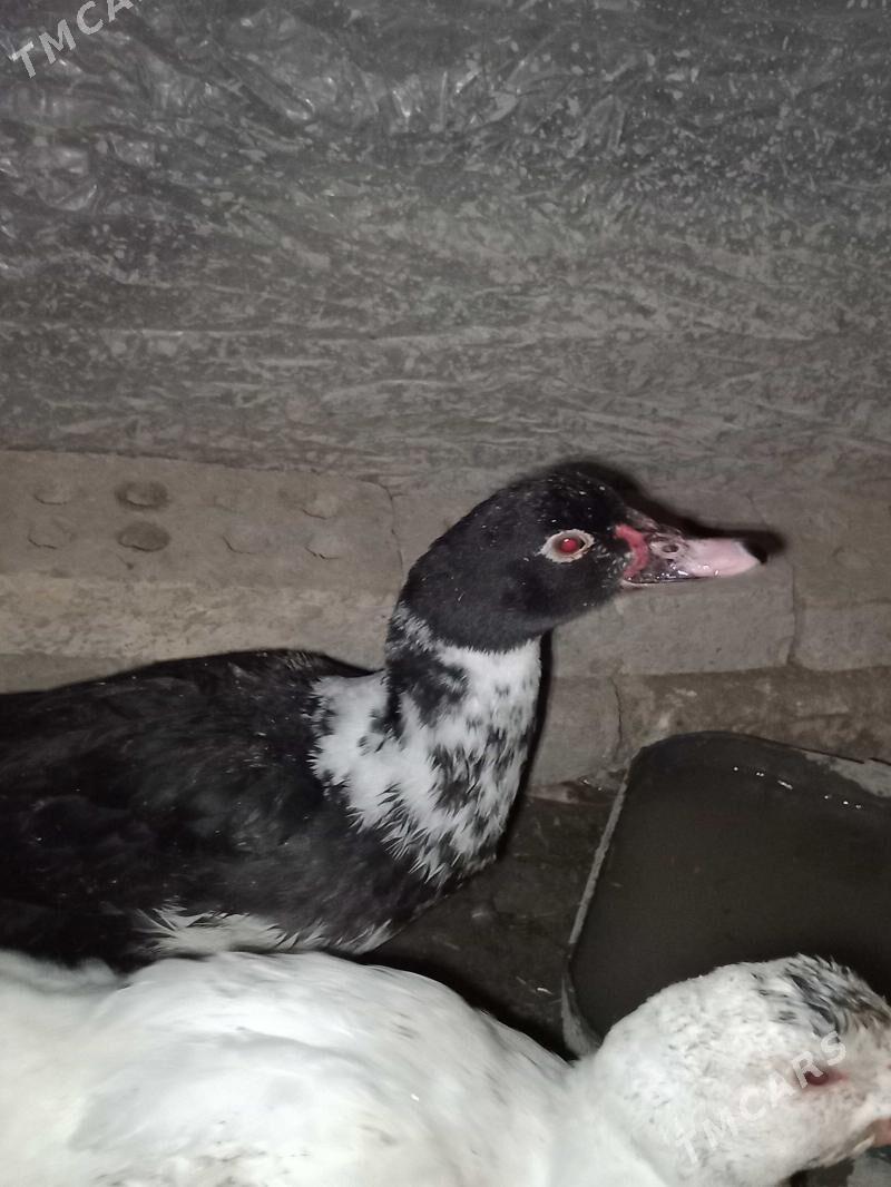 indawutga - Мары - img 7